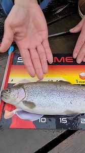 42K views · 302 reactions | Zůstal jsem hladový 沈 #fishing #sushi #forfishing #catchandrealese #pstruh | Šon Chung | Facebook