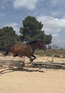 Young Horse Showjumping Basics: Training Tips for Beginners