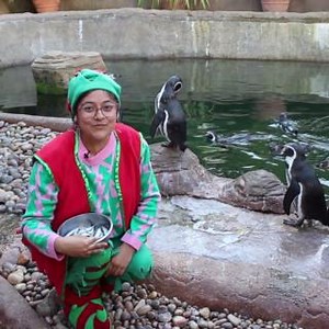 Calling all Primary schools! Take part in a wonderful School Christmas experience this winter and get closer to our Humboldt Penguins! Your journey will begin with one of our festive elves who will tell you all about our Penguin friends, before taking you to meet Santa himself! Suitable for Reception, KS1 and lower KS2 classes with accompanying adults. For more information and to book, please contact education@colchesterzoo.org or visit our website 👉 https://ow.ly/kYVZ50PMLS0 | Colchester Zoo