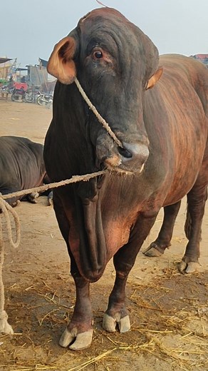 19K views · 954 reactions | #Tiger #beauty | Multan Cow Mandi | Facebook