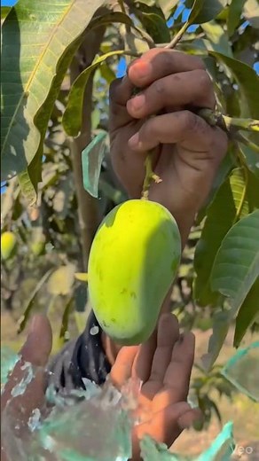 Mango and bottle experiment part-2 #part2 #mangoseason #shortsfeed