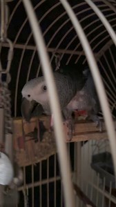 Sleeping in my big bird cage tonight! My wing is all better! #einsteinparrot #EinsteinTheParrot # #parrots #africangreyparrots #talkingparrot #ParrotVideos | Einstein the Talking Texan Parrot