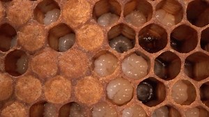 Bienenlarva, Honigbienenbrut. Die Geburt einer Biene,: Stockvideos & Filmmaterial (100 % lizenzfrei) 1101650931 | Shutterstock