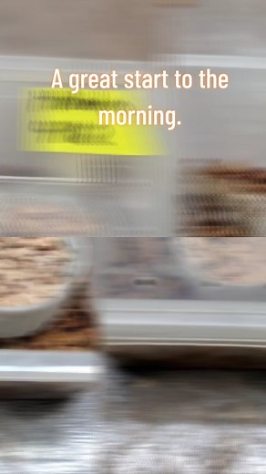 Always something cool happening here. #gecko #geckos #reptile #reptiles #reptilesupplies #cutegecko #helmetedgecko | Wally Kern