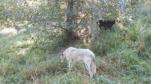 The spooks of the forest. Glacier upfront, Ebony, and Tundra who normally stays in the shadows. | Shalom Wildlife Sanctuary