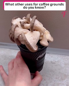 Recycling coffee grounds: a solution to 'wasteful' production. | Fabiosa Australia