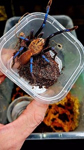 193K views · 3.1K reactions | Check out these new blue legged tarantulas #venomman20 #spider #tarantula #unboxing #collection | Venomman20 | Facebook