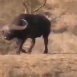 35K views · 65 reactions | The buffalo ran away when he saw the lions but could not make it in time | Eagle Cam | Facebook