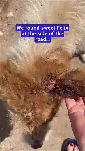 We found this little scruffy dog at the side of the road. He was starving, covered in fleas, and with a wounded leg. We named him Felix and set about getting him better. But when his body knew he was safe, it started shutting down. We had a worrying couple of days where we weren't sure little Felix would make it. Thankfully with a lot of love and care from the Happy Doggo team he's doing much better and on the road to recovery. He still has some issues with his leg but we'll make sure he gets th