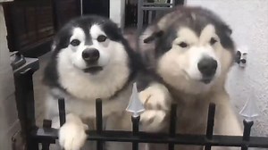19K views · 1.9K reactions | if only people were this excited to see me after going to the shop for milk...... These beasts will flatten you with love and smother you with kisses! You have been warned... | Life with malamutes | Facebook