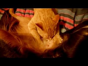 Adult Cat Nursing On Dog