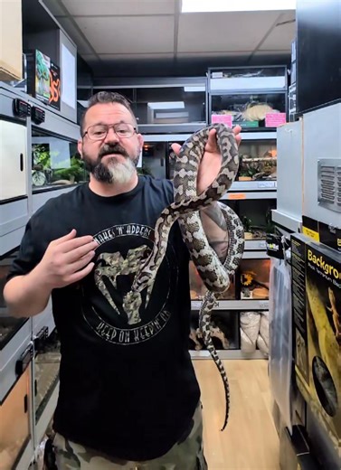3.8K views · 93 reactions | Adult proven pair of Julatten Jungle Carpet Pythons available at Snakes N Adders 01142658299 | Snakes 'N' Adders | Facebook