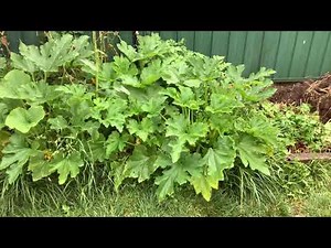 Cocozelle zucchini growing Canberra. 2020