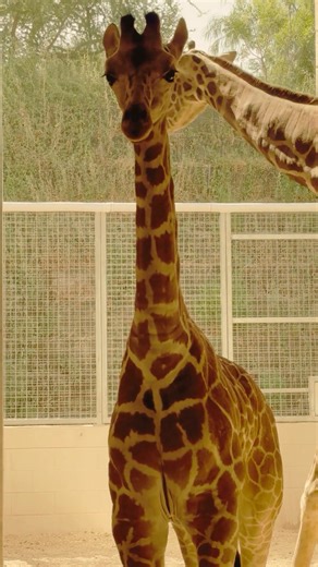 El Paso Zoo on Reels