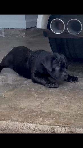 Nelson Corso Bridgeforth on Reels