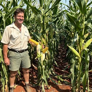 39 reactions | PAN 4P-928PW lyk spoggerig by Hinze Estates in Commondale, naby Piet Retief. Frik Moolman, bestuurder by Hinze Estates sê die vinnige geelbaster PAN 4P-928PW met PowerCore™ tegnologie presteer uitstekend by hulle onder droëland. Lees die volle storie hier > https://bit.ly/3wnmpAm #SaamBoerOns #VirJouToekoms | Pannar Seed | Facebook