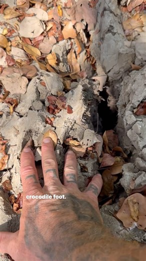 Saltwater Crocodile wallow!! Unreal find in the bush, this old croc wallow still has scale & claw imprints in the mud! I was SO excited to come across this. Always stay vigilant in Croc Country, never let your guard down. | Wildman Adventures