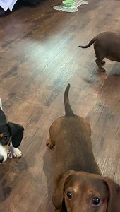 22K views · 5.5K reactions | Thanks so much to our sweet friend Dayna Meagher for our wonderful Christmas gifts! The boys and Torvi have been outside playing fetch and tug-of-war with their new toys, and I absolutely love my dachshund cosmetic bag!! 殺 | The DACH Sons | Facebook