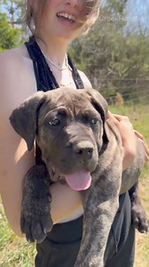 7.8K views · 74 reactions | Moving the cows with the girls #farmlife #cow #calf #fyp | Tick Creek Ranch | Facebook