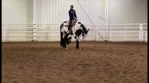 **SEE HER IN TULSA AT PWC!** 2016 APHA All Around with over 600 points and she’s ready for a top youth or amateur. Multiple 2021 & 2022 PtHA World and RW Walk Trot Championships in Pleasure, Disciplined Rail and Ideal Pinto (English & Western). Third in HMS & Open Color, she also shows Halter and Trail. Nice turn around, packer on the rail and settles in well at the shows. For more information and videos of Cookie please visit **[www.whittingtonequine.com.](https://l.facebook.com/l.php?u=http://