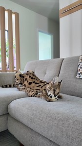 she will chew that ball until there’s a huge wet spot on the couch 😆 | Chloe the Serval