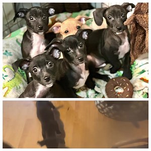 The izzie puppies!! These little Chi puppies are looking for their furever people. They are 10.5 weeks old and there are 3 girls and 2 boys. Their names are: Names are : Fizzie, Dizzie, Bizzie, Grizzie and Wizzie! Get your applications in at www.LOLR.org!! They are waiting for you!! | Leashes of Love Rescue, Inc.