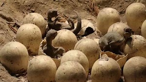 The small but deadly dinosaur of the Triassic era