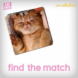 Have a cat & meme lover on your holiday shopping list!?😹🎁 Then you've gotta check out Cat Face! Compete with friends in a game of matching hilarious feline photos with outrageous captions! 🤣✨ Get this purrrr-fect gift TODAY! 🎉 https://amzn.to/3GLUQQV | The Pet Collective