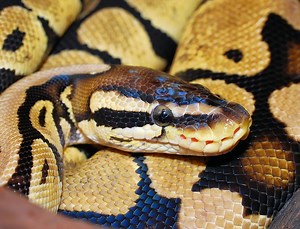 The Strange But Interesting Reason Why Ball Pythons Have Holes in Their Face – Reptiles & Amphibians