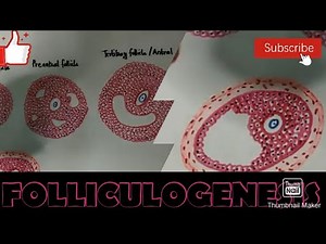 PRE-OVULATORY PHASE/FOLLICULOGENESIS/STAGES OF DEVELOPMENT OF OVARIAN FOLLICLE