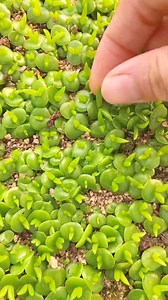 802K views · 6K reactions | So cute succulents #succulents #suculentas | Succulents | Facebook