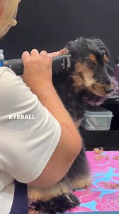 38K views · 290 reactions | Listen up, groomers!  #ANDISGROOMING Educator @tammysiert is dishing out some top-notch tips on 1️⃣ how to reverse clip the neck and 2️⃣ how to measure your stopping point! #ANDISGROOMNATION #GroomerTIps #GroomingTips #ANDISGROOMINGUK https://bit.ly/Andis-SmallAnimalProducts | Andis Grooming UK | Facebook