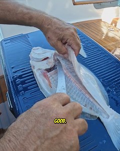 How to Fillet a Halibut! 🔪 | Your Saltwater Guide