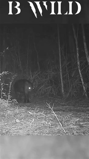 #tapir #danta #peten #guatemala #bwild | BWILD
