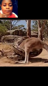 Python Attack Kangaroo 🦘😲 #wildanimals #wildlife #animals #animallover #animalreels #python #kangaroo #animalvideo #everyonefollowers | Uchechukwu Indiana