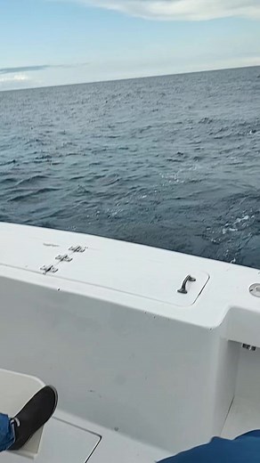 Some nasty old sharks #fishing #sharks #sharkweek #tybeeisland #Georgia #offshorefishing #offshore #lowcountry | James Keeran