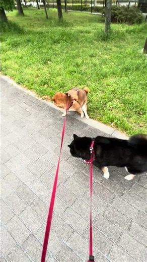 [With Shiba Inu until the promised time] Sakura and Cham's owner's perverted channel