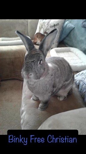 If loved could have saved you, you would have lived forever! Very early this morning beautiful sweet sassy Christian hopped over the rainbow bridge 😥 He was adopted by our beloved longtime volunteer Mama Mary in August of 2015. Christian was so loved and had an amazing life. His Mama and Papa surrounded him with love, fresh organic veggies from their garden, and lots of enrichment toys. Honey, his devoted bunwife, showered him with kisses. Our heart goes out to Mary and Lee ❤️ Binky free Christ