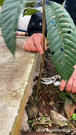 109_Grafting fruit tree seedling #fyp #foryou #plantgrafting #graftingplant #graftingtechniques #grafting | Grafting Planting