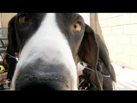 Great Dane Puppies Feeding With Mommy