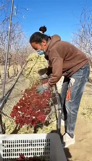 Removing the Jujube, ingeniously use a mesh strip to detach the leaves. | Charity Bisteroso