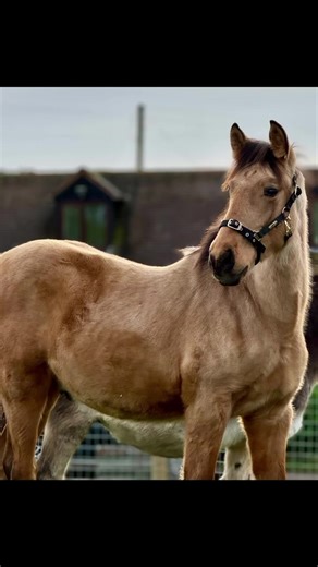 5.3K views · 325 reactions | NAZARIO  My stunning Andalusian Colt  I just Love Him 朗殺 his first time out in his new paddock with new BFF Eeyore 𢡊 also with Zidanes watchful eye and calm influence on hand to make sure my new boy kept relaxed 冀 #baby #foal #colt #andalusian #stallion #donkey #calm #happy #newlife #horse #behindthescenes #ranchlife #boxingday #frontofhouse #buckskin #worthwaitingfor ❤️ | Cannock Chase Trekking Centre | Facebook