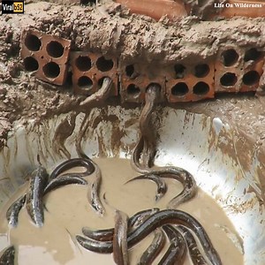 Technique Eel Trap Using Old Bricks With Deep Hole Can Catch A Lot Of Eels Credit: Life On Wilderness - youtu. be/X3AeOGFE9KA | Silver Bee Group