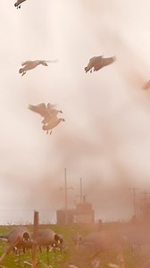 94K views · 1.7K reactions | Really missing an Oklahoma wheat field! | Flatline Outfitters | Facebook