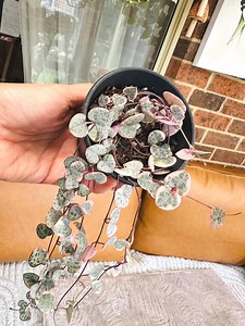 Variegated String of Hearts – Pink, Yellow & White Blush (8cm Pot) - Etsy Australia