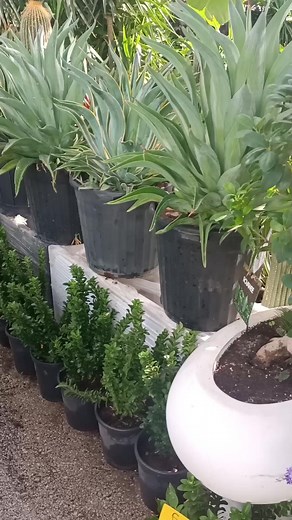 Agave desmetiana Agave desmetiana variegata ⭕pot 40*40 cm ❎Prix 180 dt Fusain ❎ Prix 18 dt 📌 Adresse : 9, rue khedija Bent khouiled menzah 6 ☎️Contact 29 542 942 🚛 Livraison gratuite sur le grand Tunis . . . #agavedesmetiana #fusain #plantmakepeoplehappy #lesvertstunisie | Les Verts Tunisie