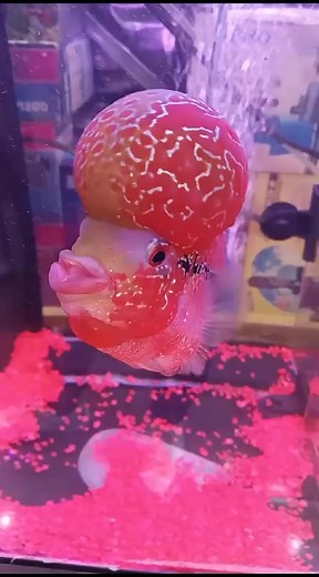 Lucky Fish or Flowerhorn | Golden FISH Store