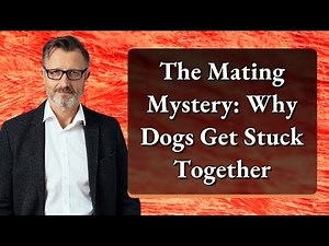 The Mating Mystery: Why Dogs Get Stuck Together
