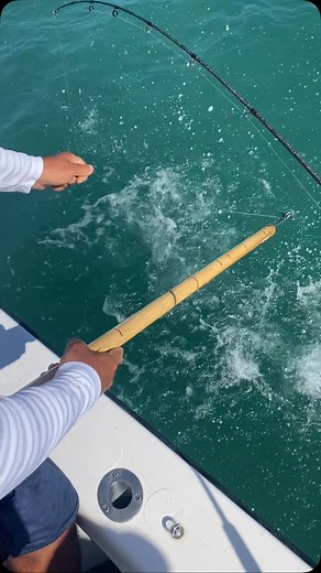 Right tool to the right job! Dehooker safe for you and better for the fish! #sharkweek #bestpratices Contact us at www.787fishing.com or text 787-646-2585 for more information. #flycasting #onfly #fishon #caribbenflyfishing #787fishing #fishing #fishingpuertorico #fishingfajardo#flyfishing #flyfishingpuertorico #Captmarcos #fishingtrip #fishingguide #tarpon#deepseafishing #sanjuan #inshore #marinapuertochico #shimanoreels #orvis #igfa_official #grayfishmounts | 787fishingcharters