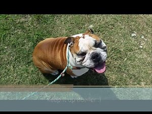 Aggressive English Bulldog Bueller learning manners with Houston dog training